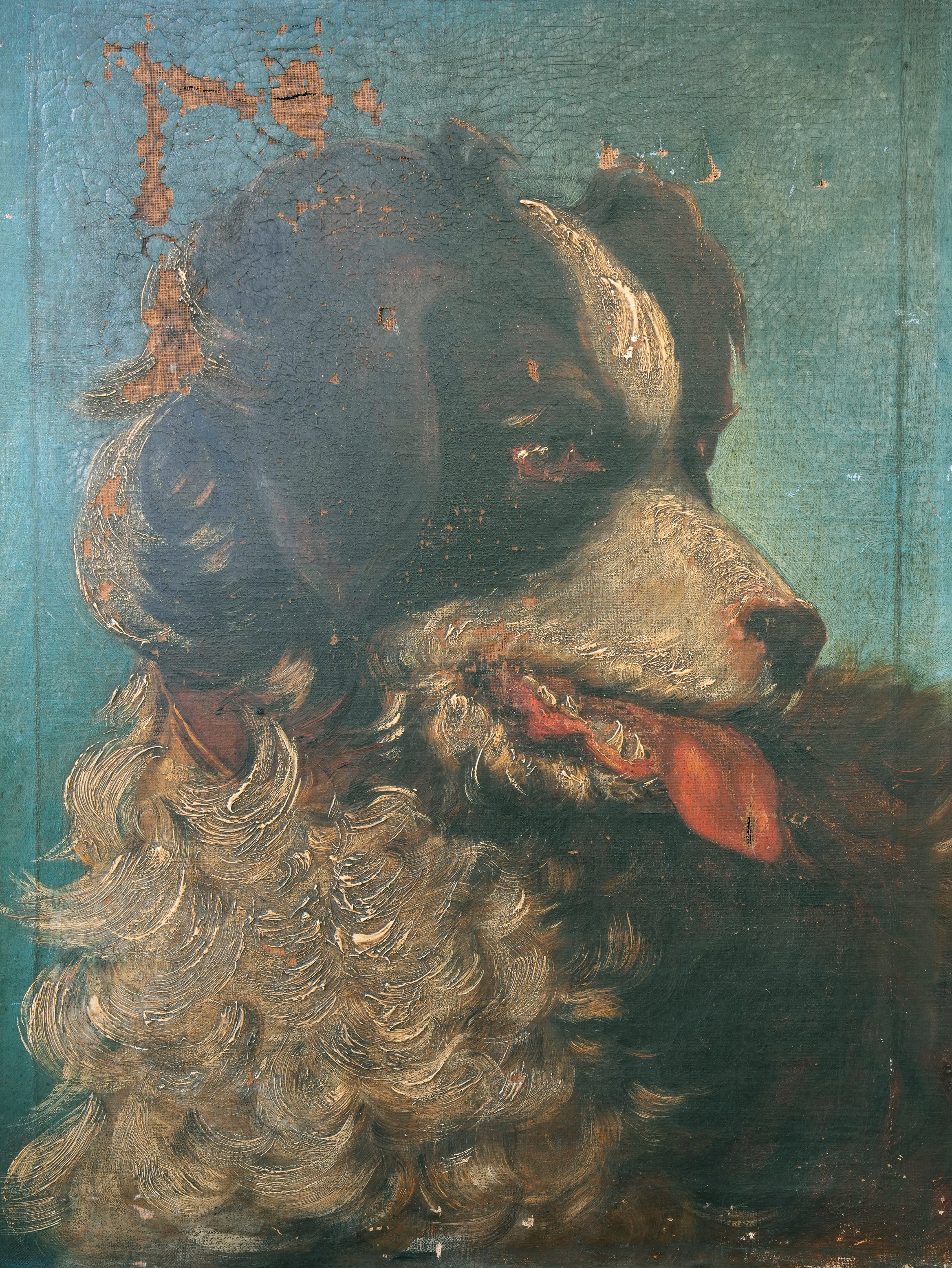 Collie Dog