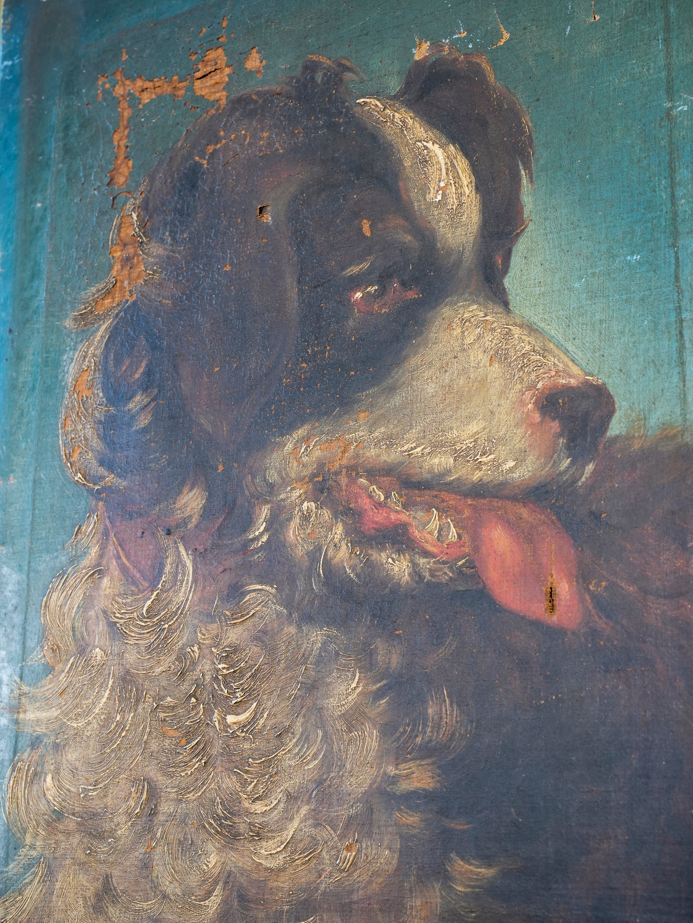Collie Dog - Image 8