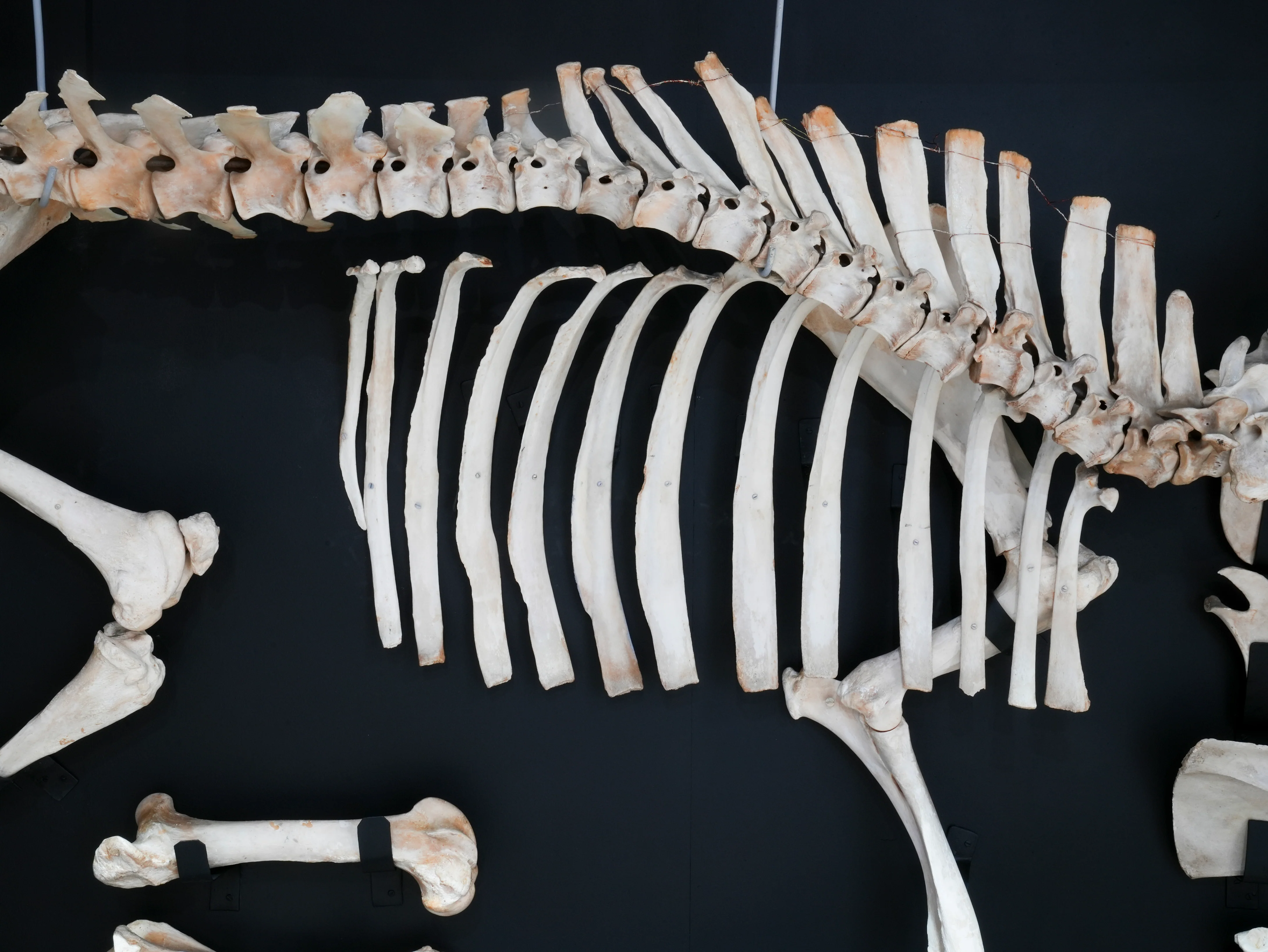 A Cased Domestic Cow (Bos Taurus) - Image 10