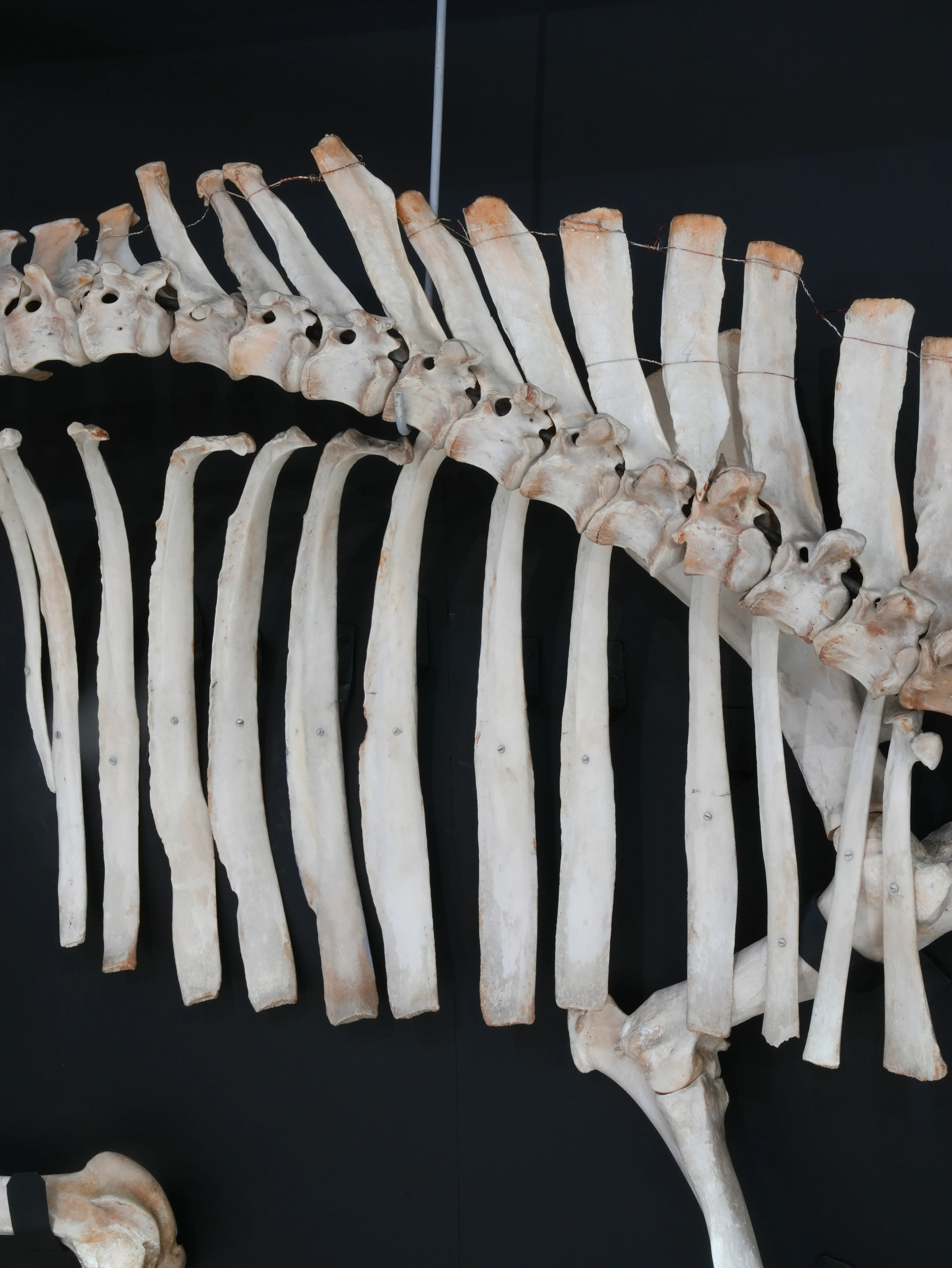 A Cased Domestic Cow (Bos Taurus) - Image 12