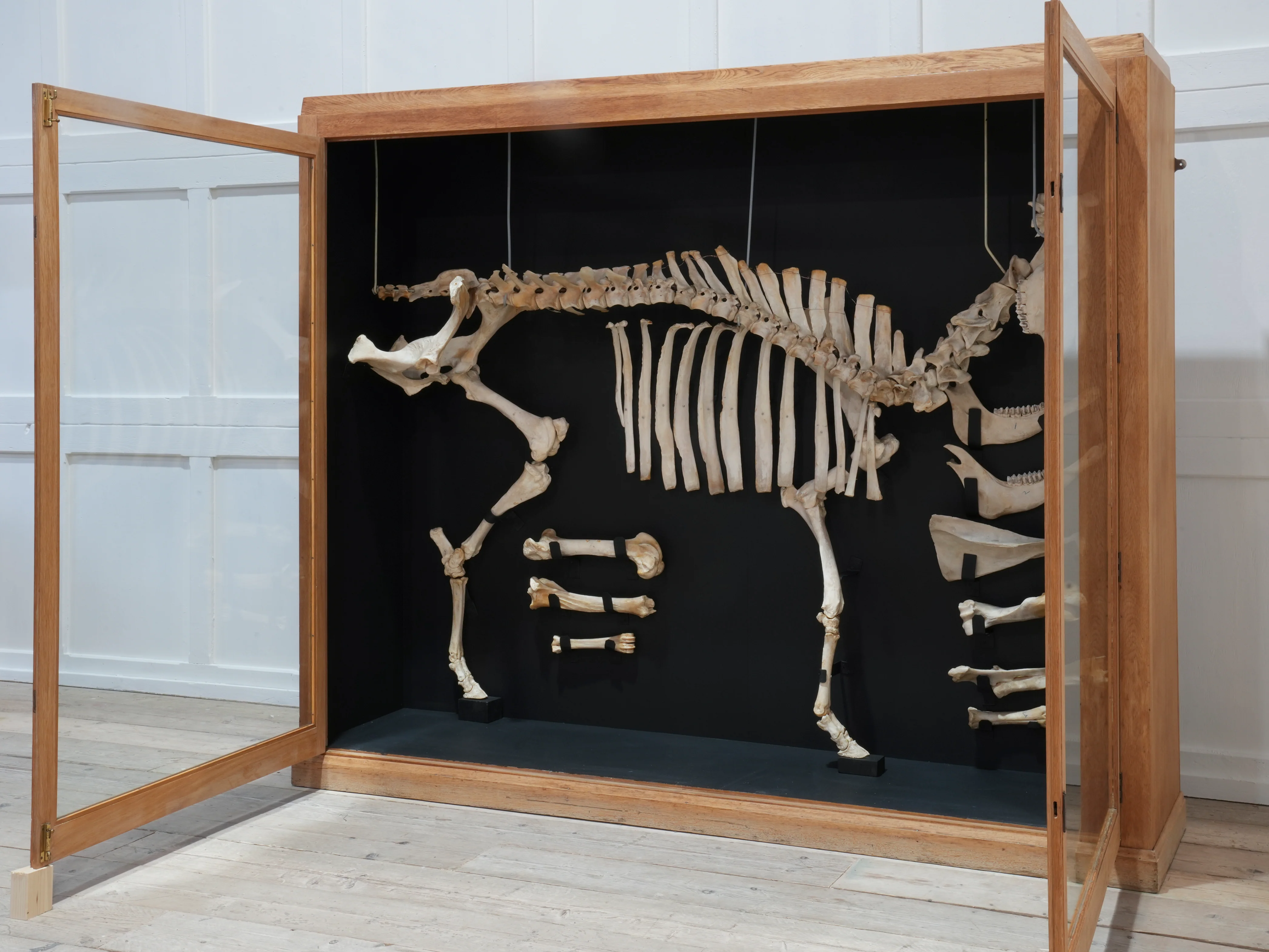 A Cased Domestic Cow (Bos Taurus) - Image 14