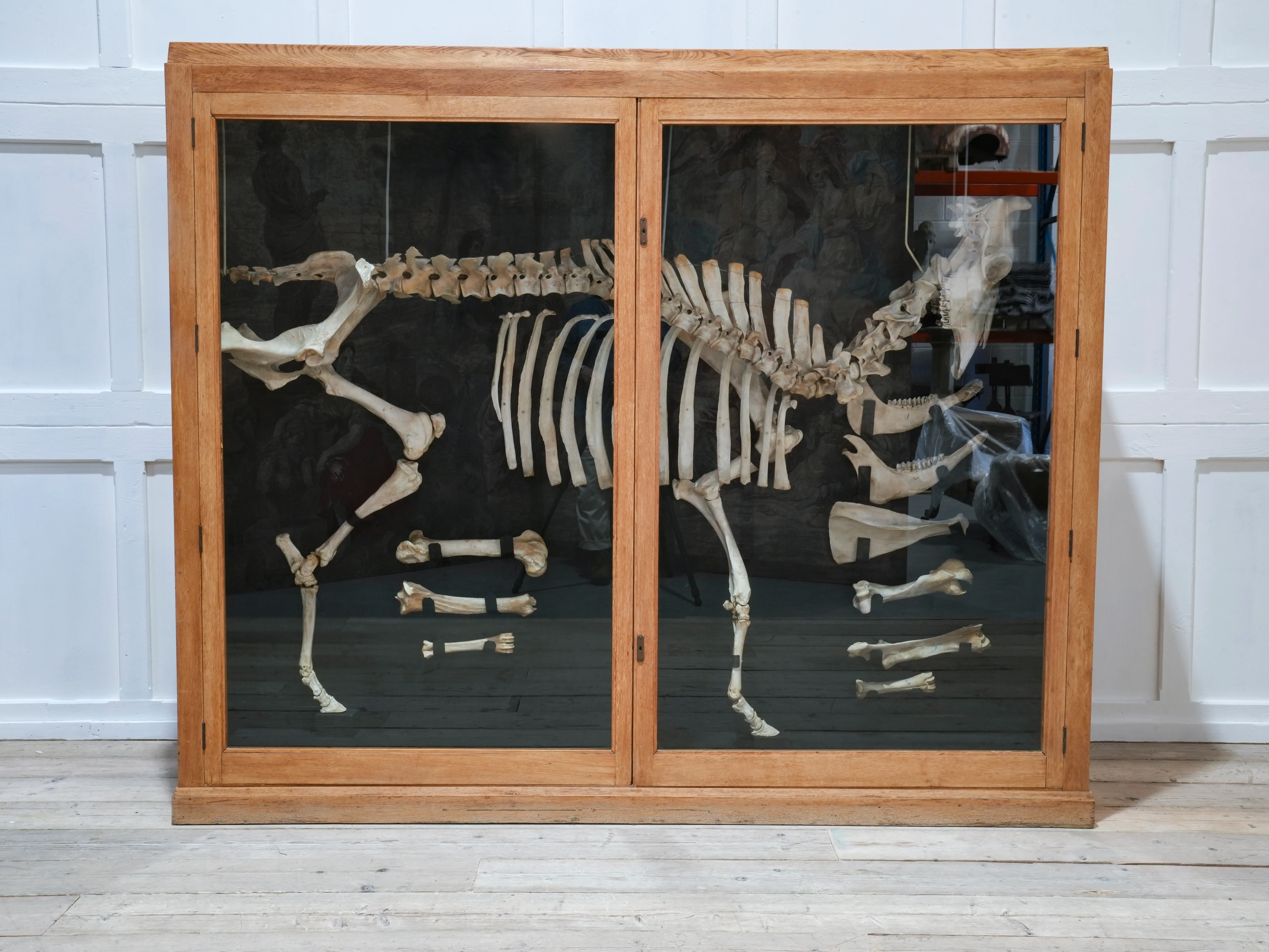 A Cased Domestic Cow (Bos Taurus) - Image 16