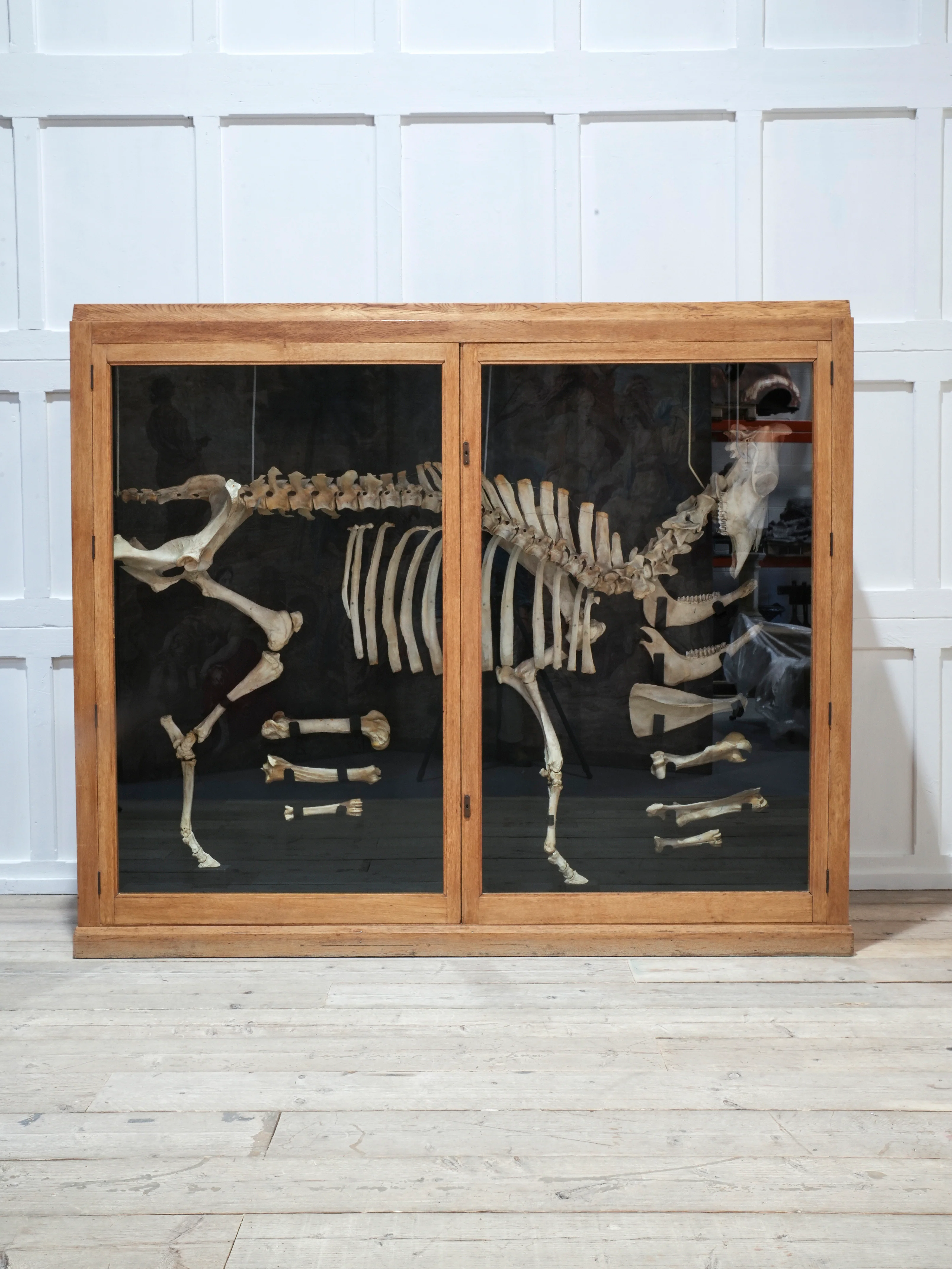 A Cased Domestic Cow (Bos Taurus) - Image 5