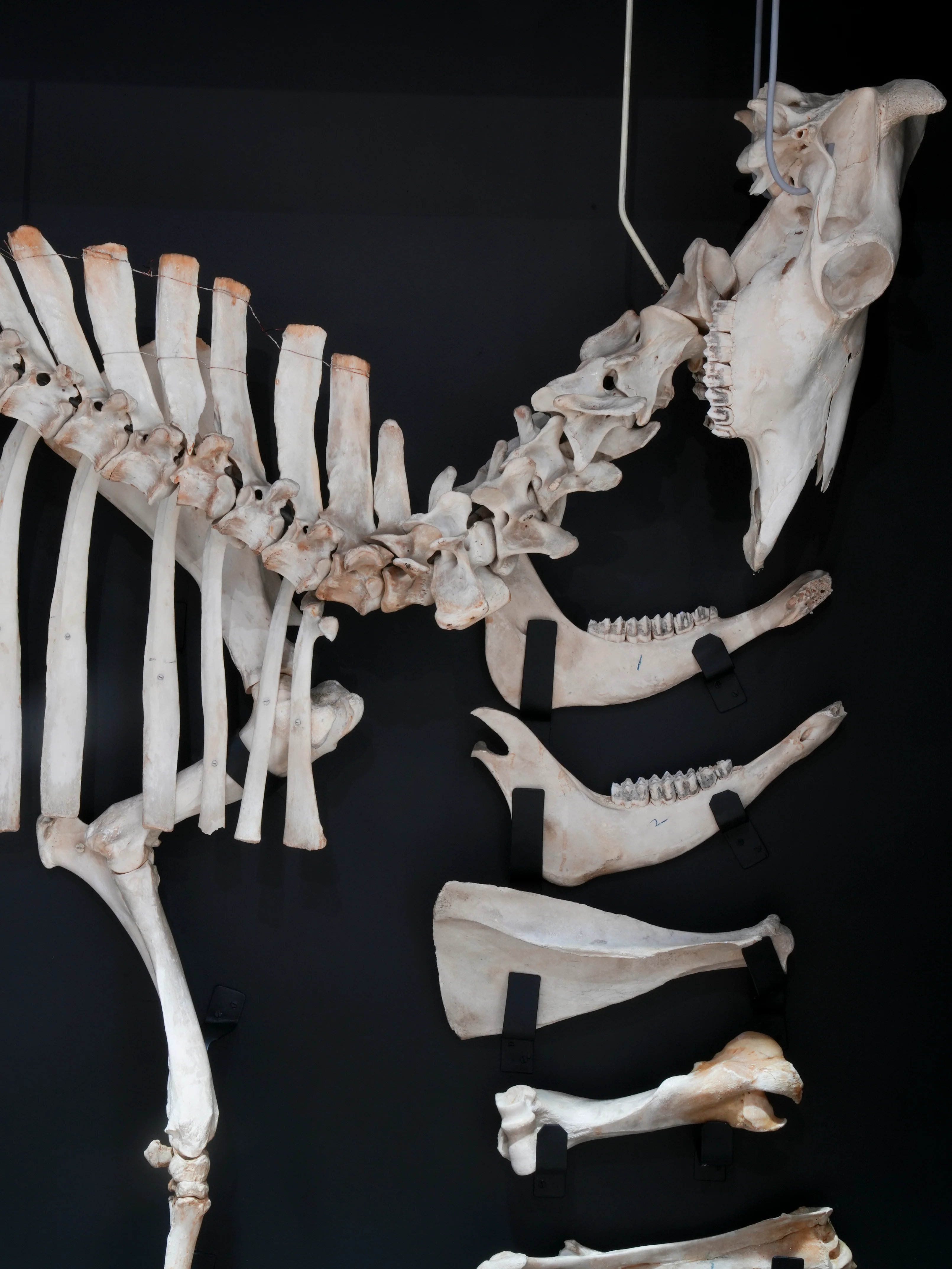 A Cased Domestic Cow (Bos Taurus) - Image 7