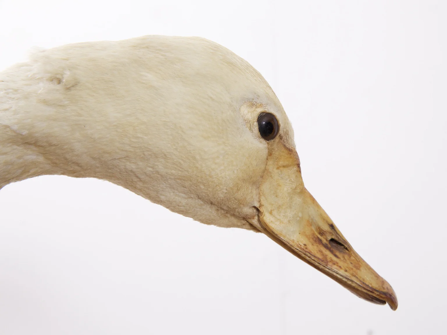 Taxidermy Swan - Image 11