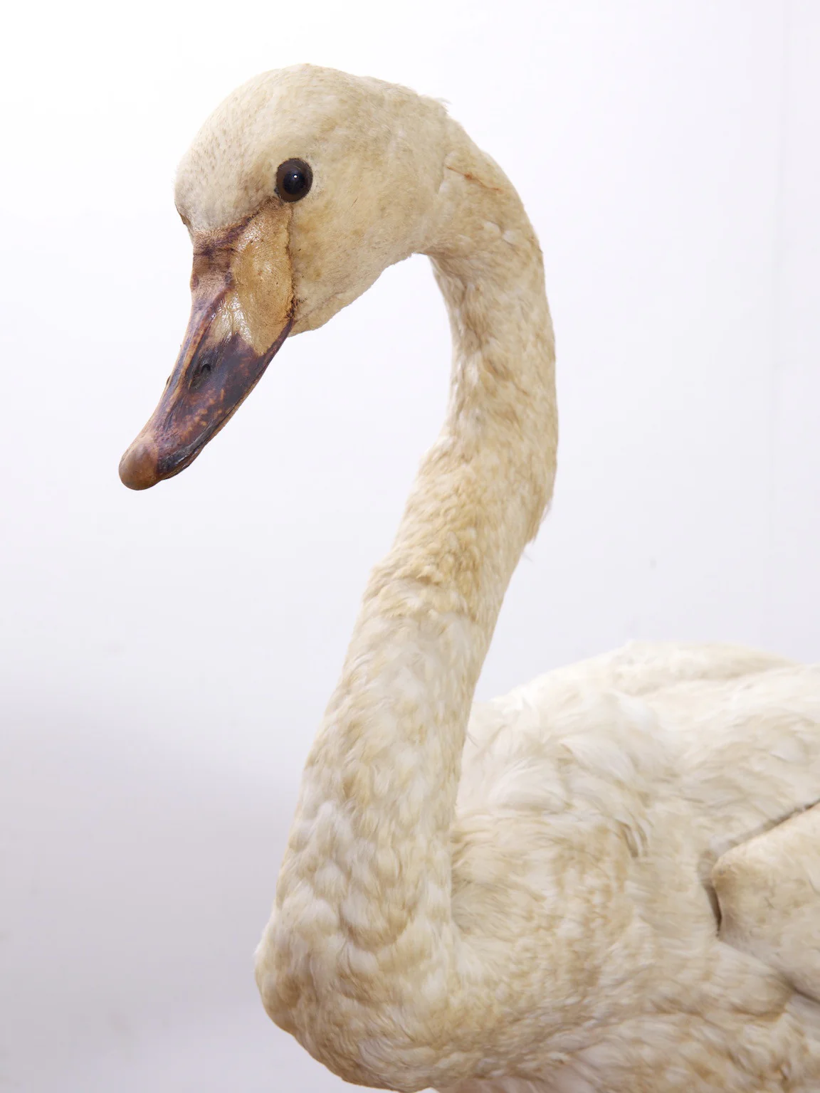 Taxidermy Swan - Image 13