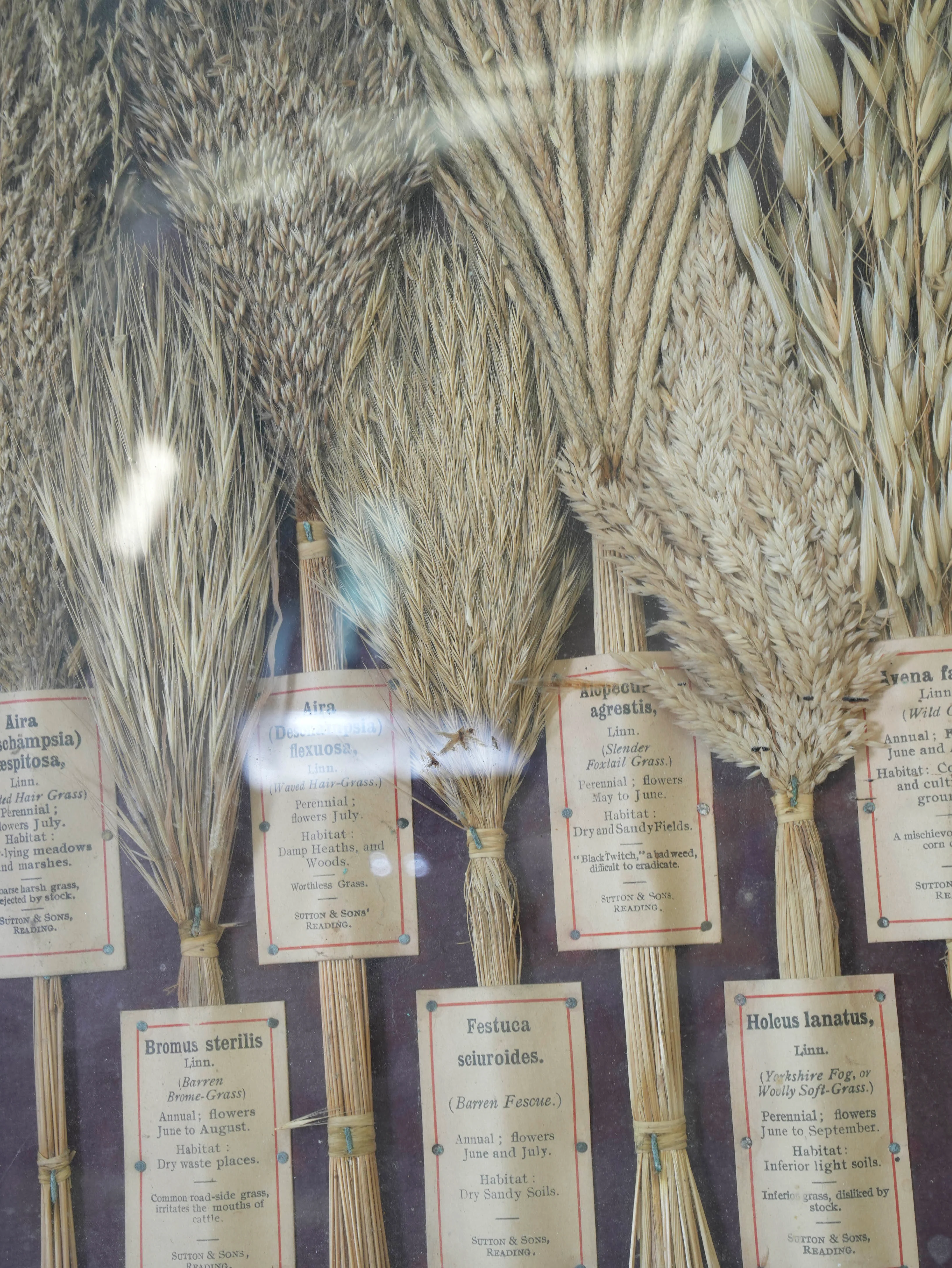 Suttons “Useful” Grasses & “Useless” Grasses Samplers - Image 11
