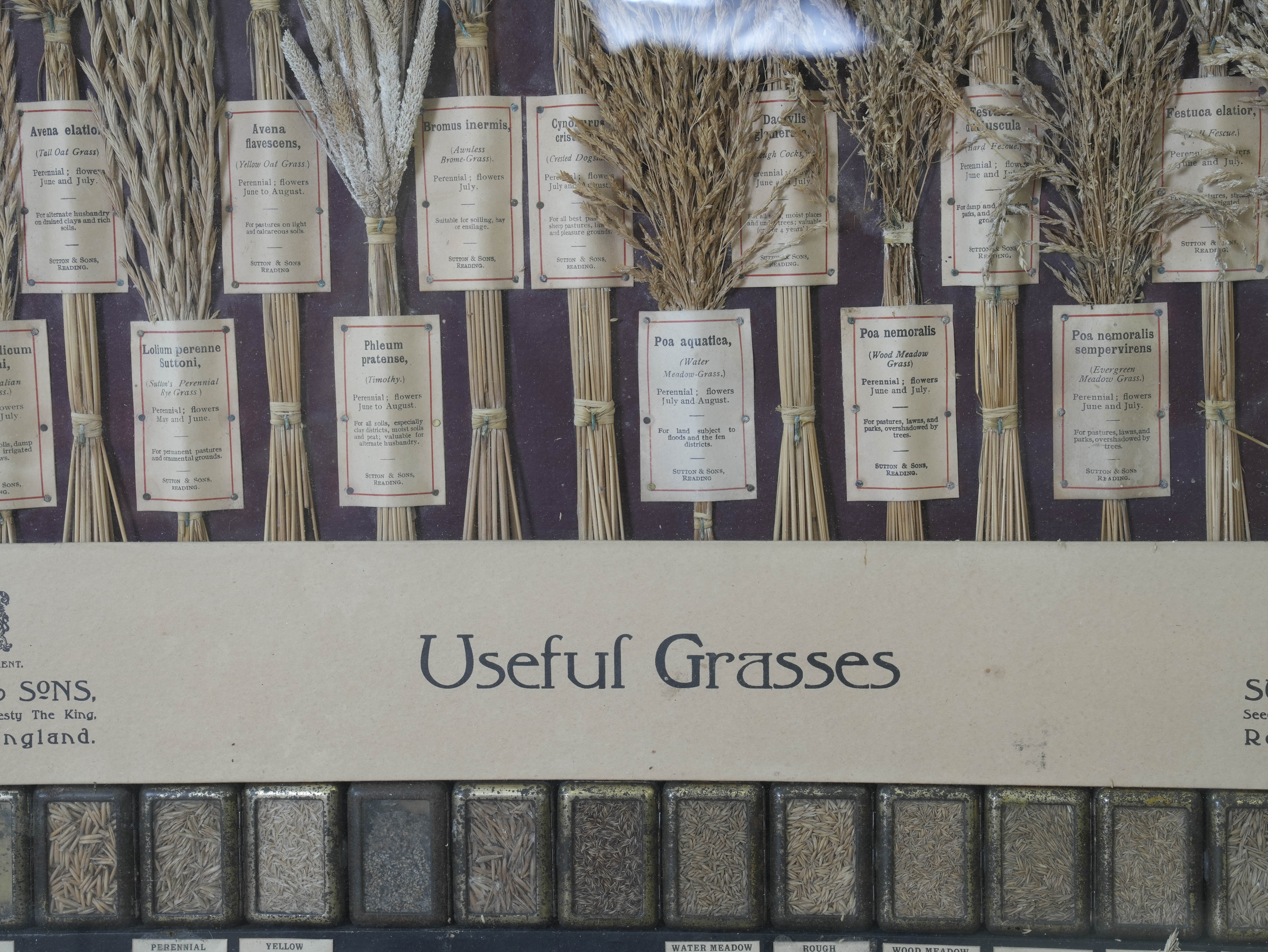 Suttons “Useful” Grasses & “Useless” Grasses Samplers - Image 7